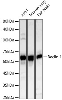 Beclin 1 Rabbit pAb