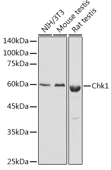 Chk1 Rabbit pAb