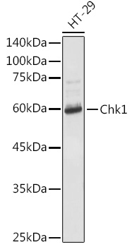 Chk1 Rabbit pAb