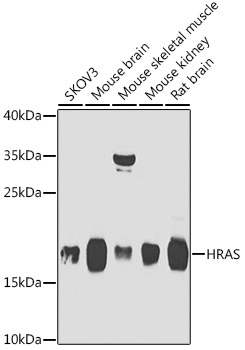 HRAS Rabbit pAb