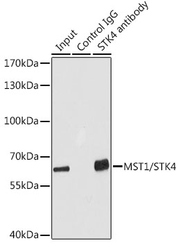 MST1/STK4 Rabbit pAb