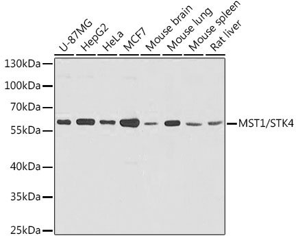 MST1/STK4 Rabbit pAb
