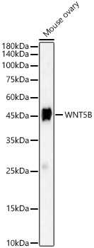 WNT5B Rabbit pAb