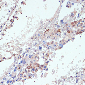 WNT5B Rabbit pAb