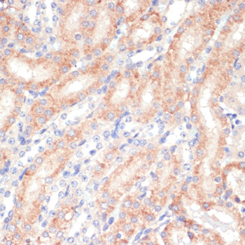 WNT5B Rabbit pAb