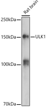 ULK1 Rabbit pAb