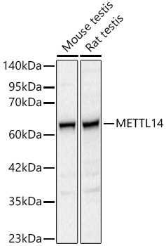 METTL14 Rabbit pAb