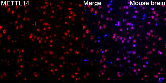 METTL14 Rabbit pAb