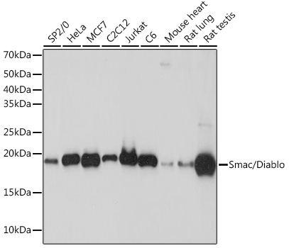 Smac/Diablo Rabbit mAb