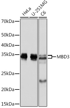 MBD3 Rabbit mAb