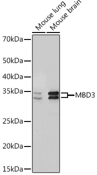 MBD3 Rabbit mAb