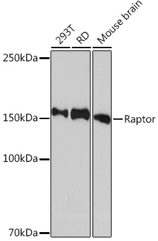 Raptor Rabbit mAb