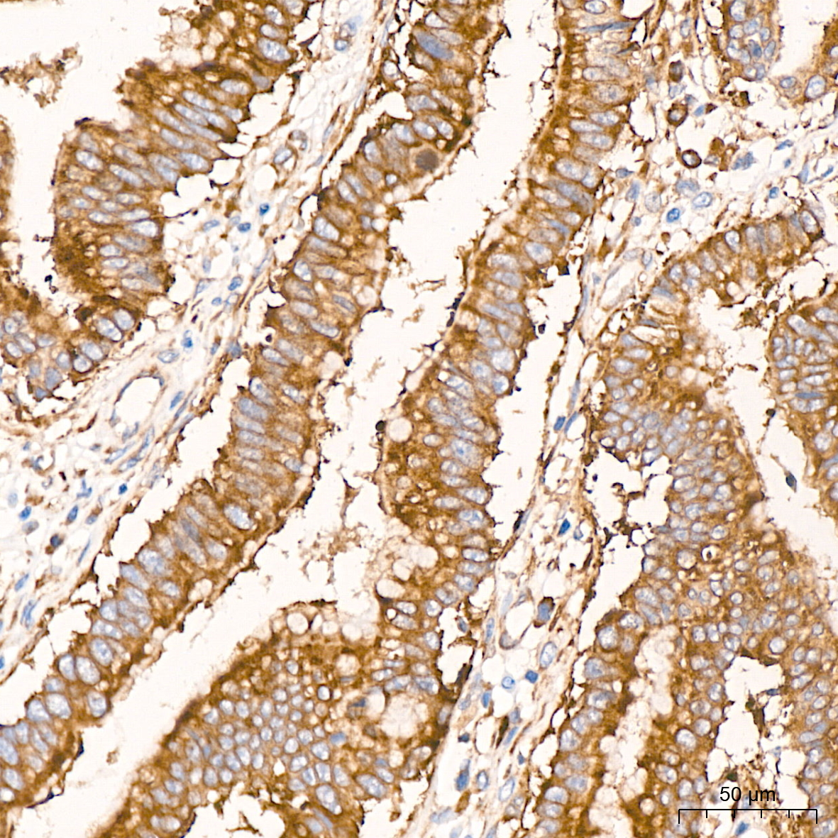 RPS20 Rabbit mAb