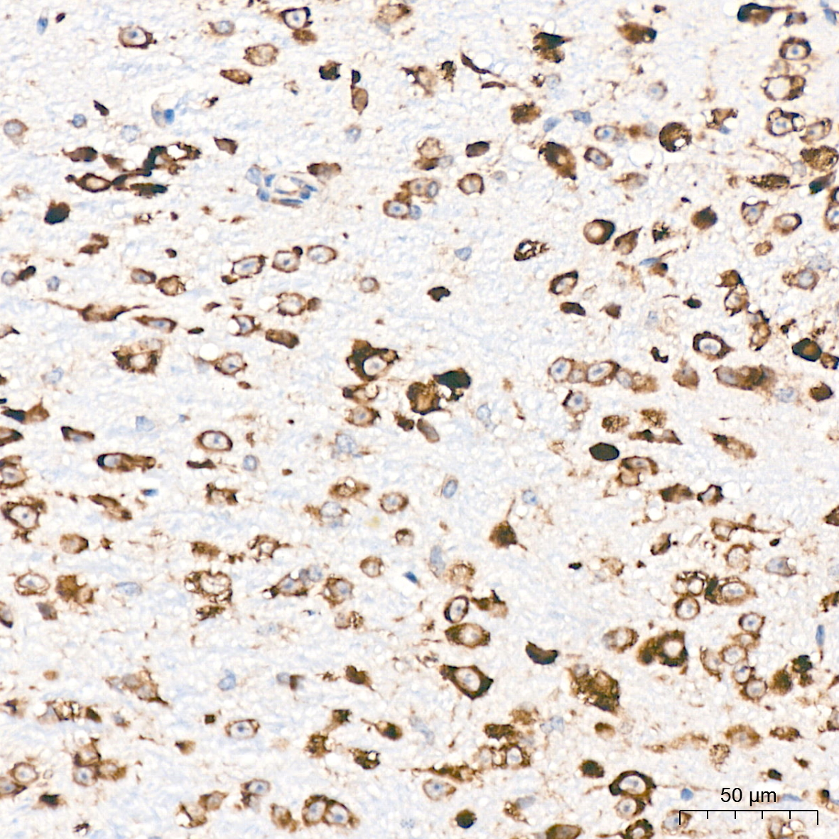 RPS20 Rabbit mAb