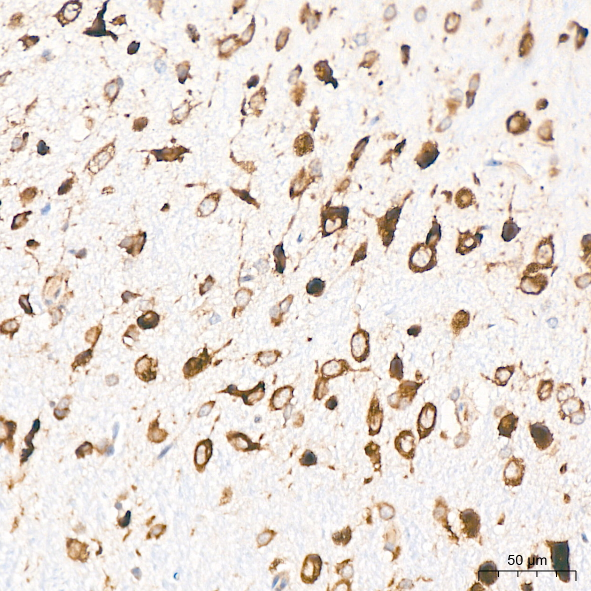 RPS20 Rabbit mAb