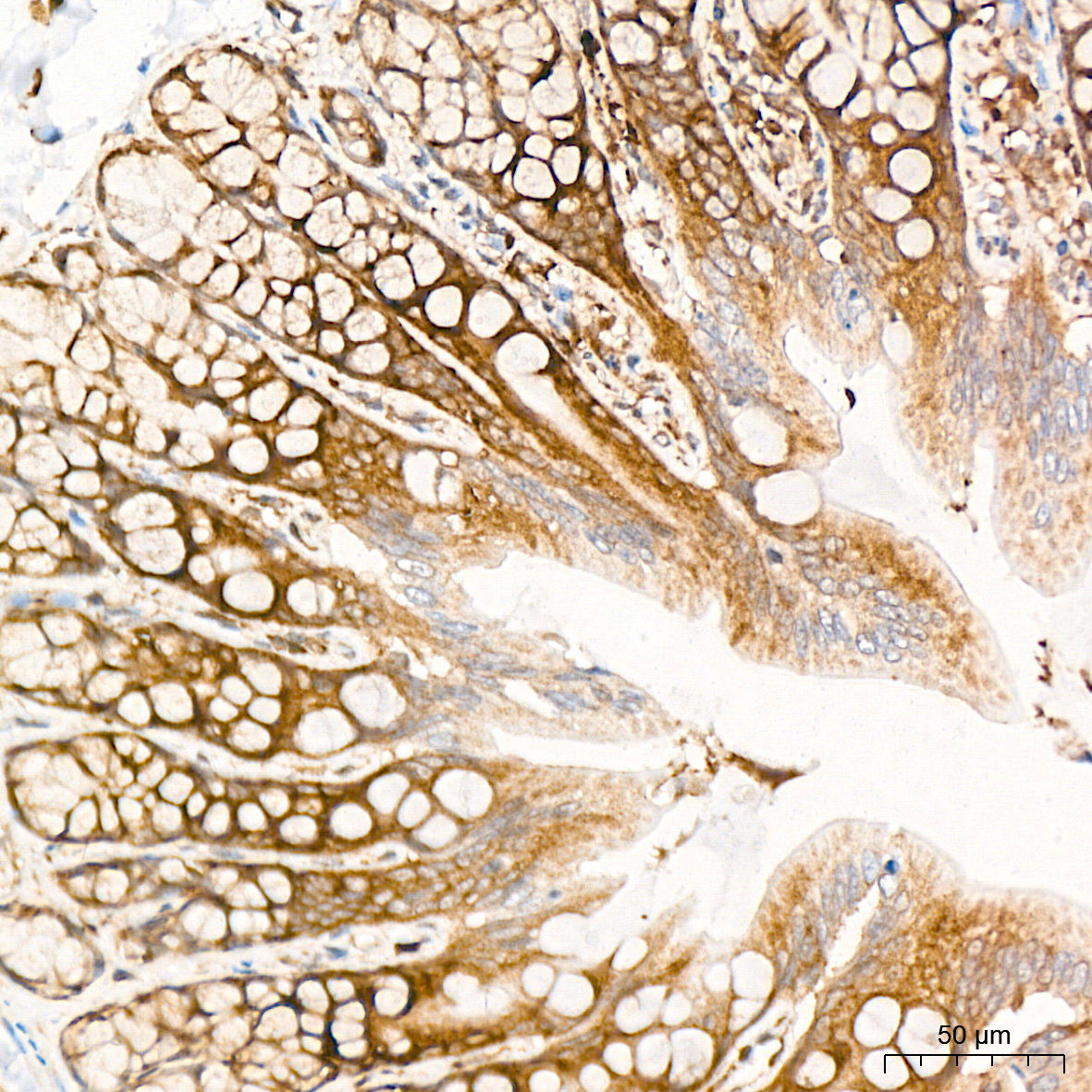 RPS20 Rabbit mAb