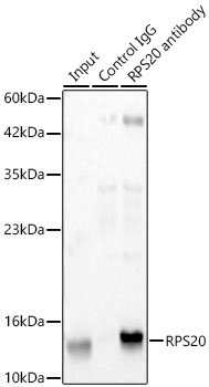 RPS20 Rabbit mAb