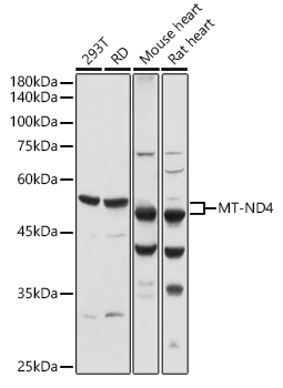 Western blot - MT-ND4 Rabbit pAb (A9941)