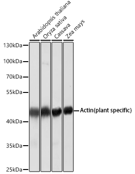 Actin (plant specific) Mouse mAb