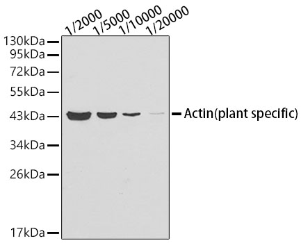 Actin (plant specific) Mouse mAb