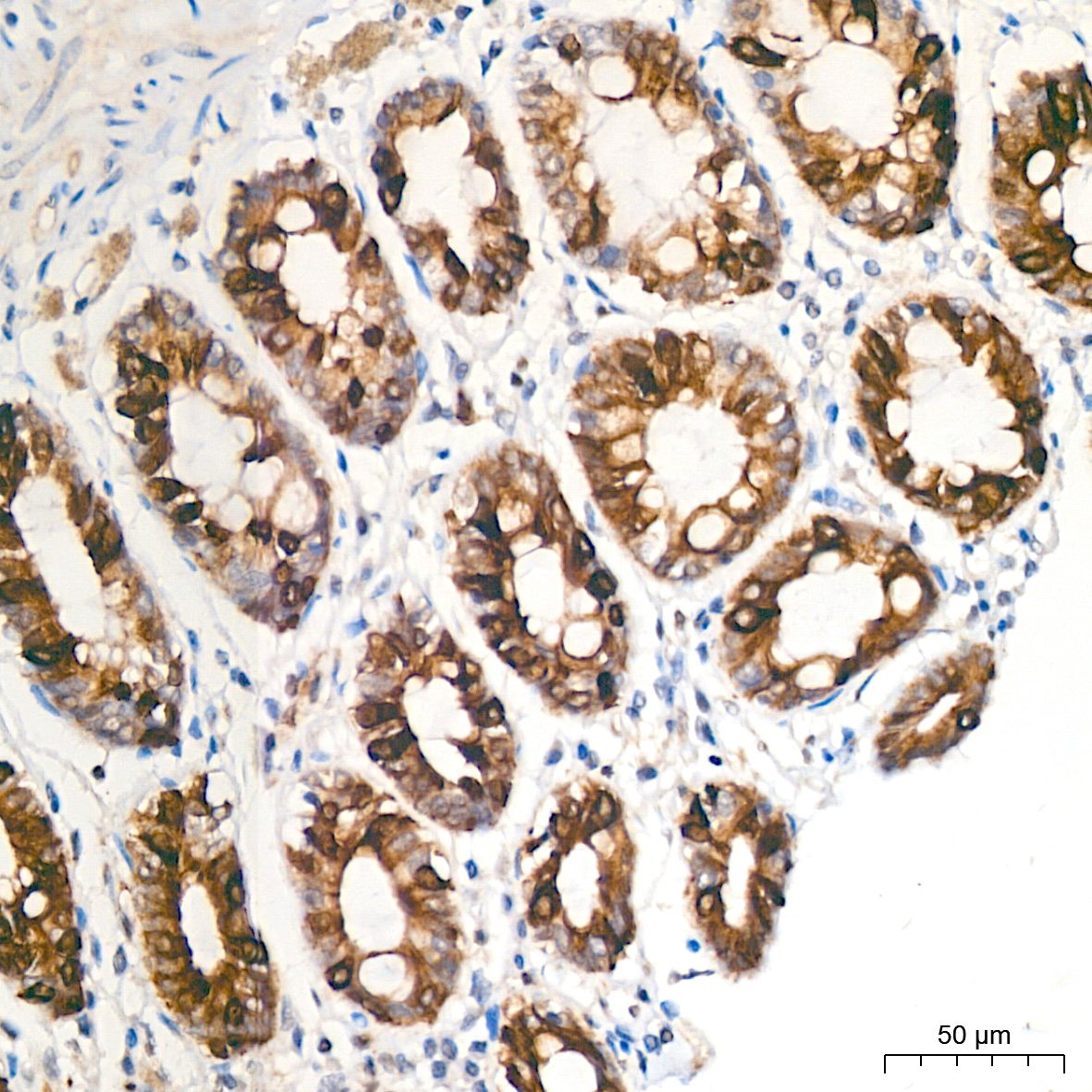 Phospho-GSK3β-S9 Rabbit pAb