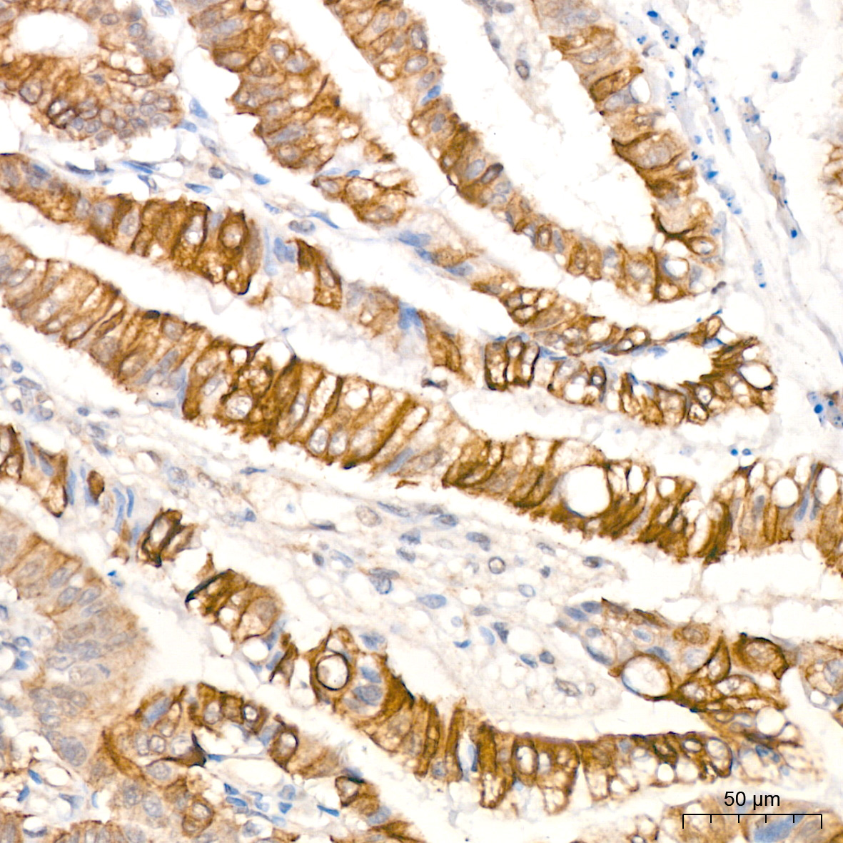 Phospho-GSK3β-S9 Rabbit pAb