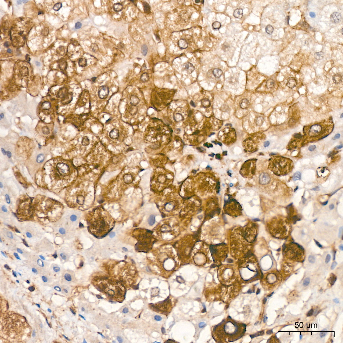 Phospho-GSK3β-S9 Rabbit pAb