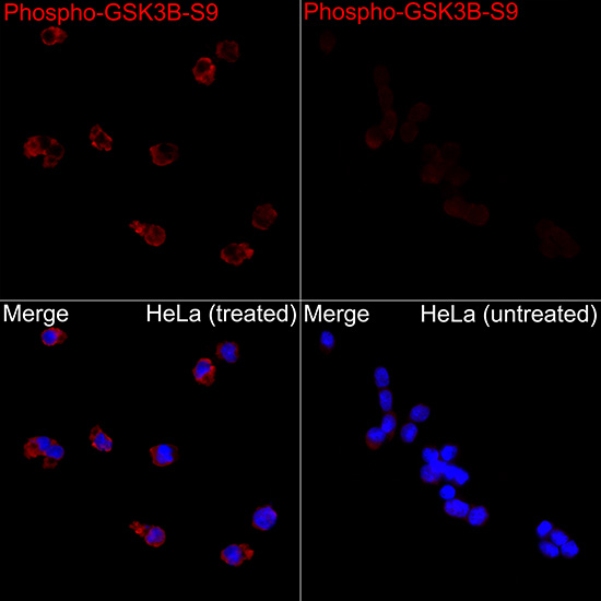 Phospho-GSK3β-S9 Rabbit pAb