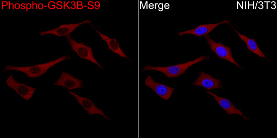 Phospho-GSK3β-S9 Rabbit pAb