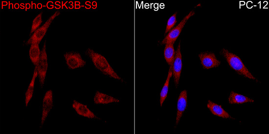 Phospho-GSK3β-S9 Rabbit pAb