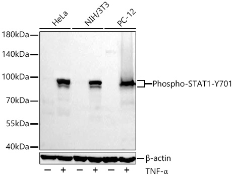 Phospho-STAT1-Y701 Rabbit mAb