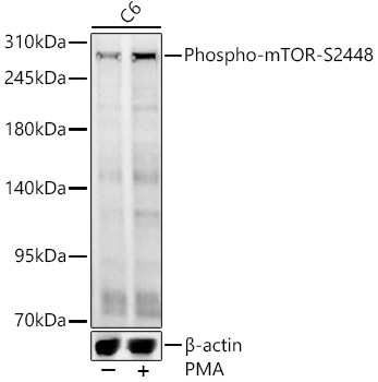 Phospho-mTOR-S2448 Rabbit pAb