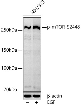 Phospho-mTOR-S2448 Rabbit mAb