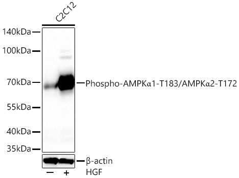 Phospho-AMPKα1-T183/AMPKα2-T172 Rabbit pAb