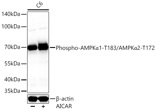 Phospho-AMPKα1-T183/AMPKα2-T172 Rabbit pAb
