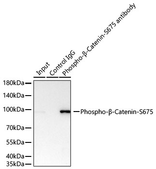 Phospho-β-Catenin-S675 Rabbit pAb