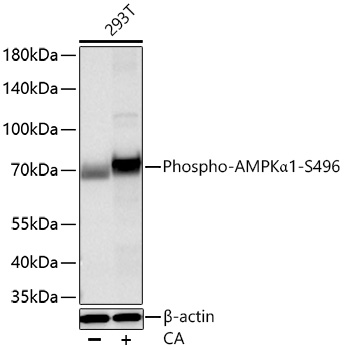Phospho-AMPKα1-S496 Rabbit mAb