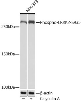 Phospho-LRRK2-S935 Rabbit mAb