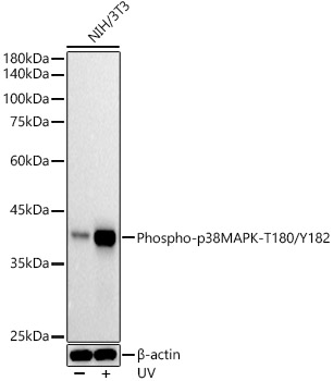 Phospho-p38 MAPK-T180/Y182 Rabbit mAb