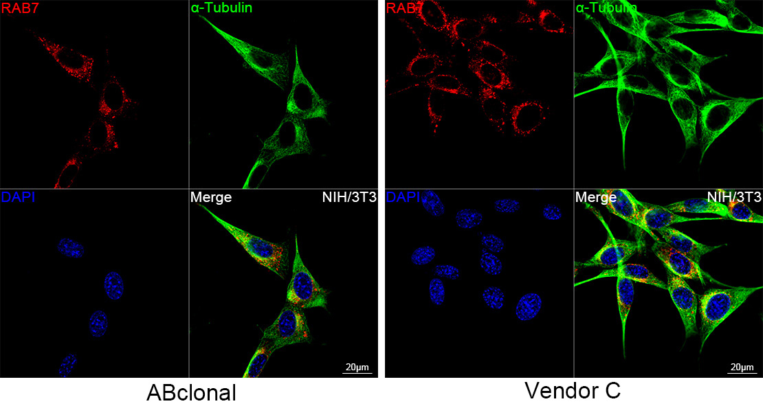 Mabs Rabies RAB7 Rabbit mAb-单克隆抗体- ABclonal