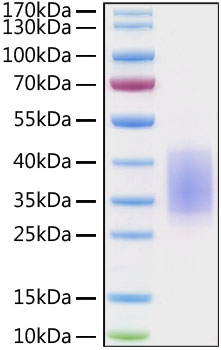 Recombinant Human/Cynomolgus/Rhesus macaque CD28 Protein