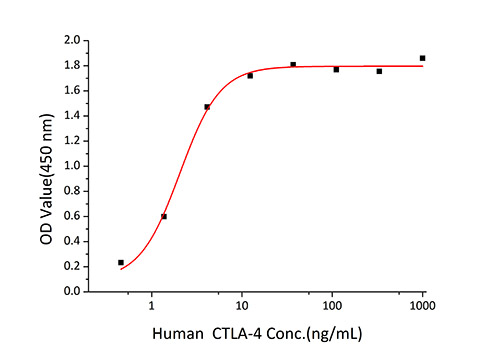 Recombinant Human CTLA-4/CD152 Protein