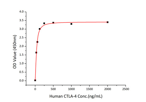 Recombinant Human CTLA-4/CD152 Protein